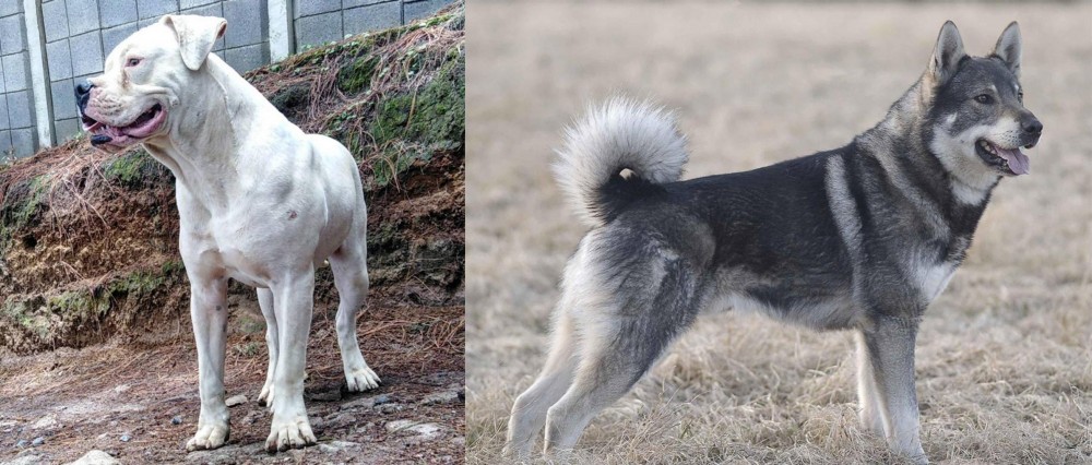 Jamthund vs Dogo Guatemalteco - Breed Comparison