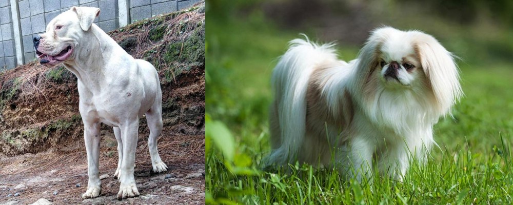 Japanese Chin vs Dogo Guatemalteco - Breed Comparison