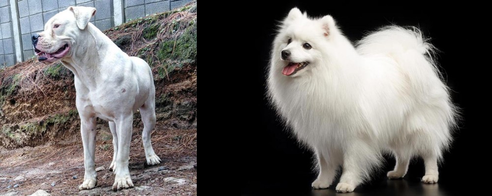 Japanese Spitz vs Dogo Guatemalteco - Breed Comparison