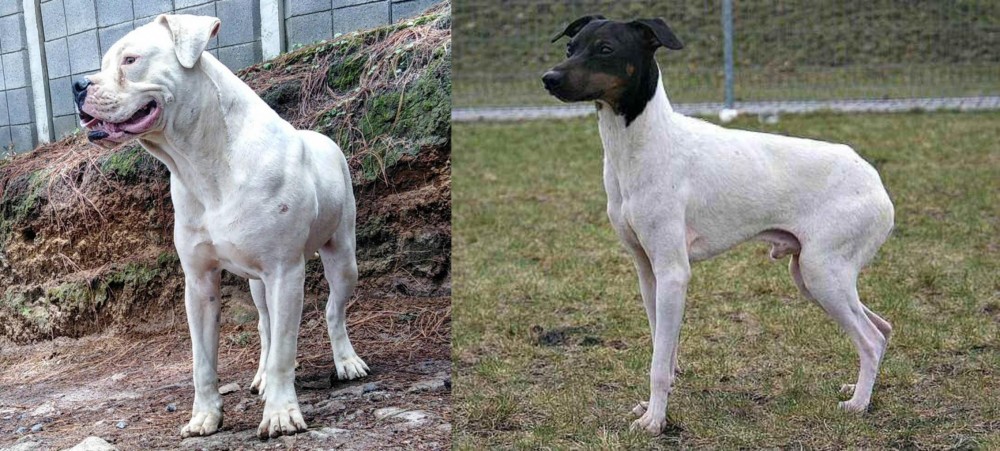 Japanese Terrier vs Dogo Guatemalteco - Breed Comparison