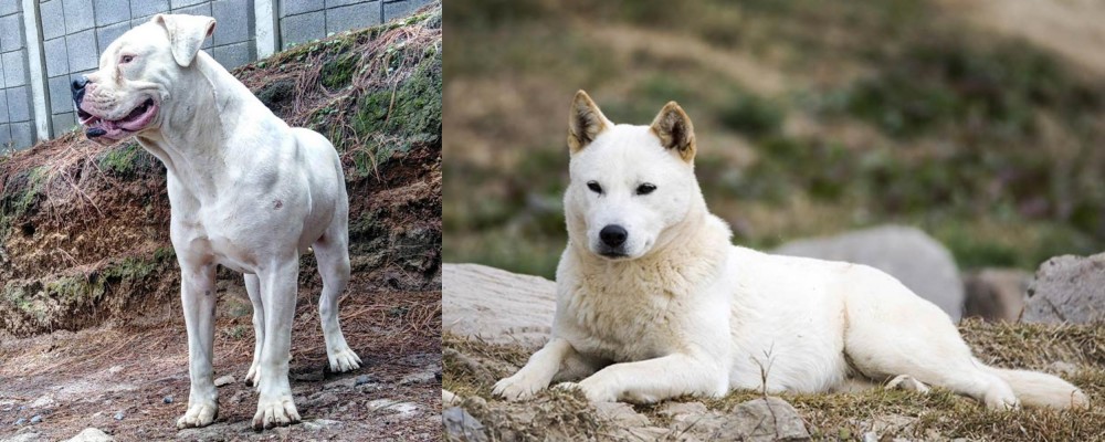 Jindo vs Dogo Guatemalteco - Breed Comparison