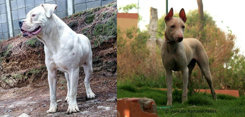 Jonangi vs Dogo Guatemalteco - Breed Comparison