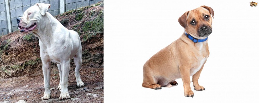 Jug vs Dogo Guatemalteco - Breed Comparison