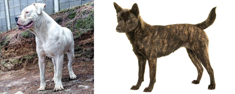 Kai Ken vs Dogo Guatemalteco - Breed Comparison