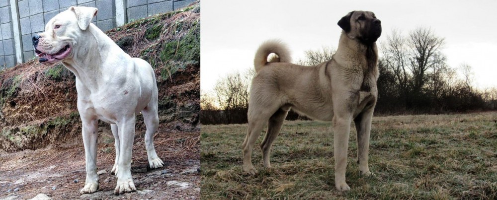 Kangal Dog vs Dogo Guatemalteco - Breed Comparison
