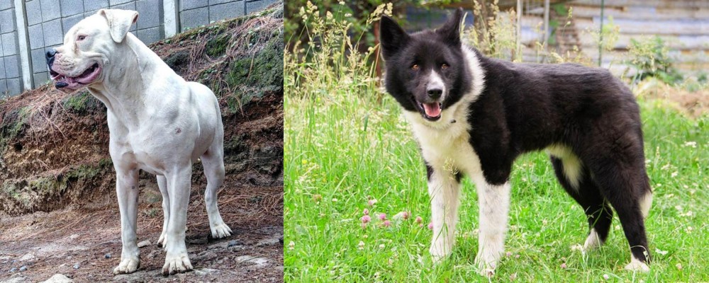 Karelian Bear Dog vs Dogo Guatemalteco - Breed Comparison