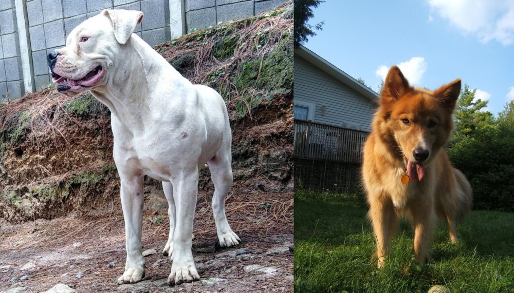 Karelo-Finnish Laika vs Dogo Guatemalteco - Breed Comparison