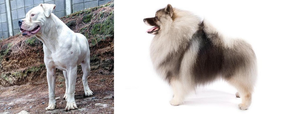 Keeshond vs Dogo Guatemalteco - Breed Comparison