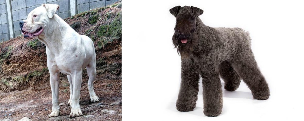 Kerry Blue Terrier vs Dogo Guatemalteco - Breed Comparison
