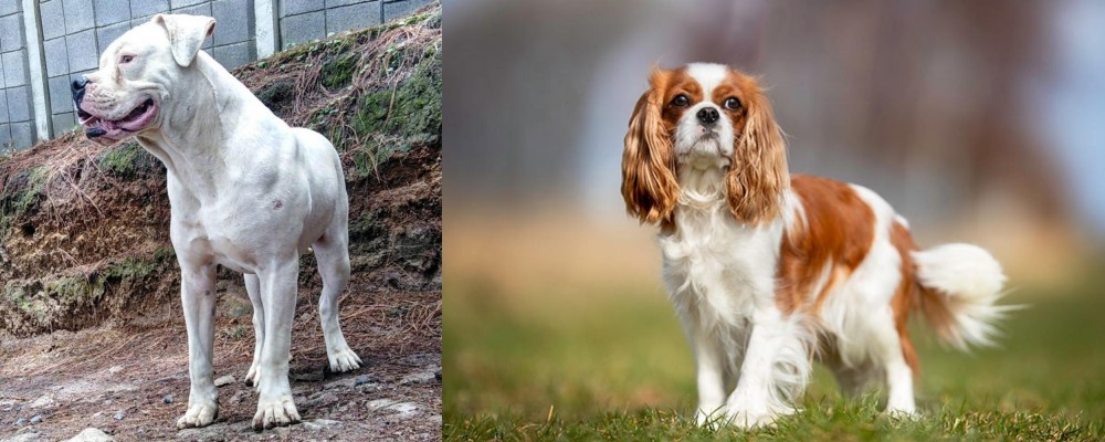 King Charles Spaniel vs Dogo Guatemalteco - Breed Comparison