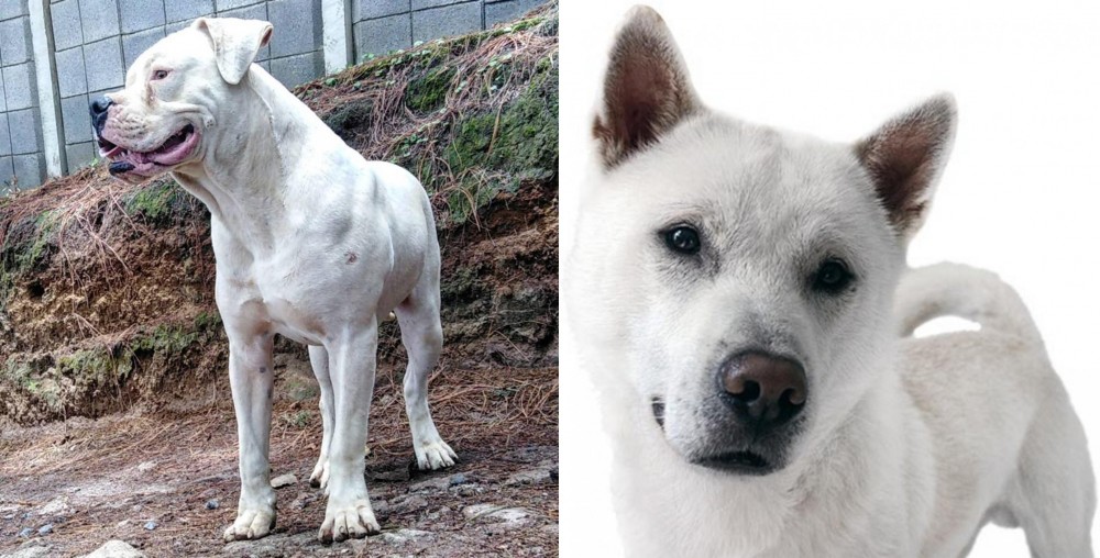 Kishu vs Dogo Guatemalteco - Breed Comparison