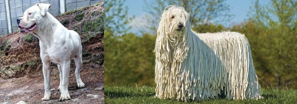 Komondor vs Dogo Guatemalteco - Breed Comparison