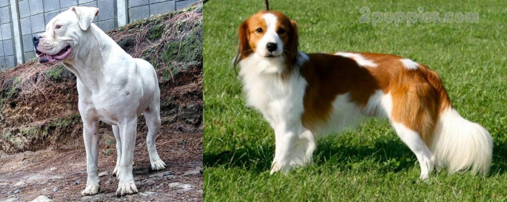 Kooikerhondje vs Dogo Guatemalteco - Breed Comparison