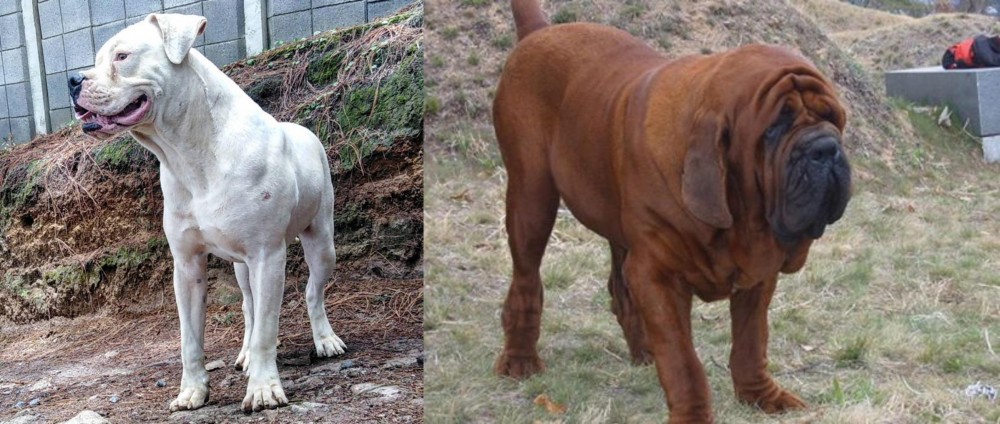 Korean Mastiff vs Dogo Guatemalteco - Breed Comparison