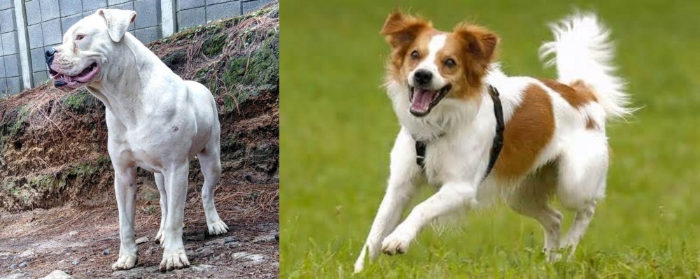 Kromfohrlander vs Dogo Guatemalteco - Breed Comparison