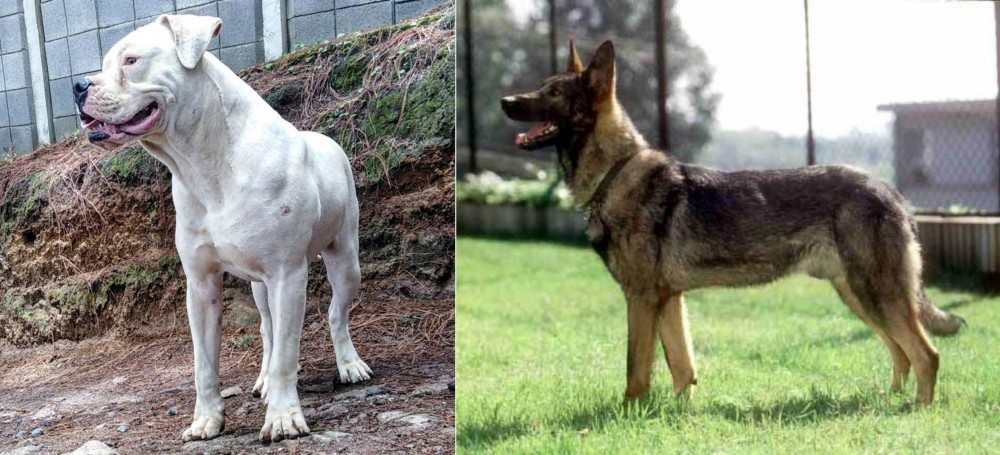 Kunming Dog vs Dogo Guatemalteco - Breed Comparison