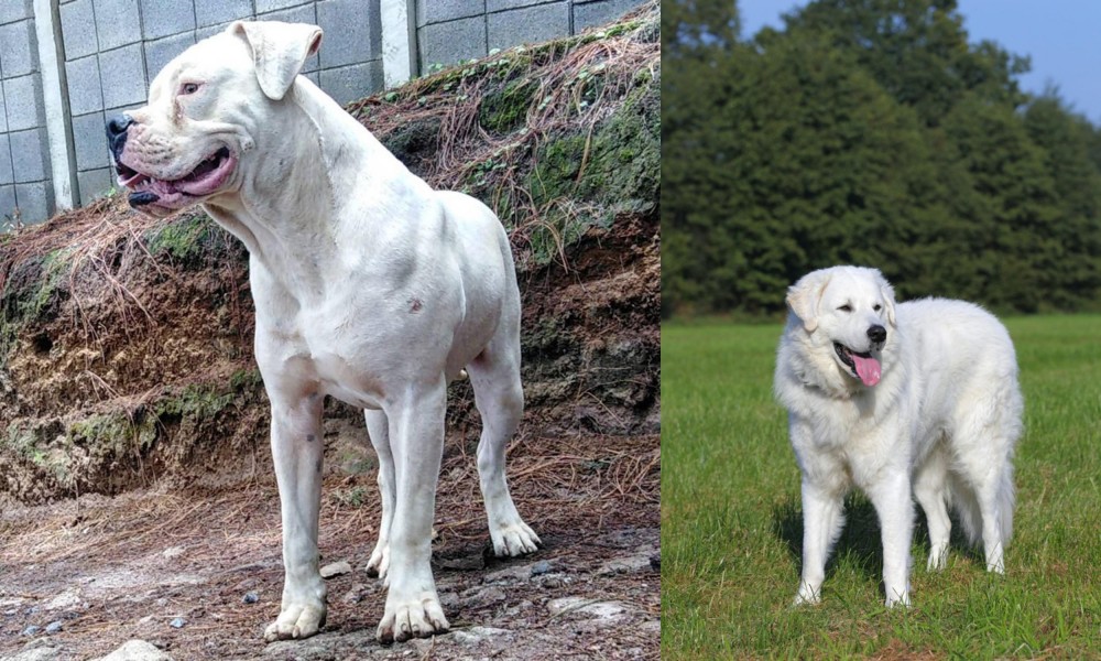 Kuvasz vs Dogo Guatemalteco - Breed Comparison