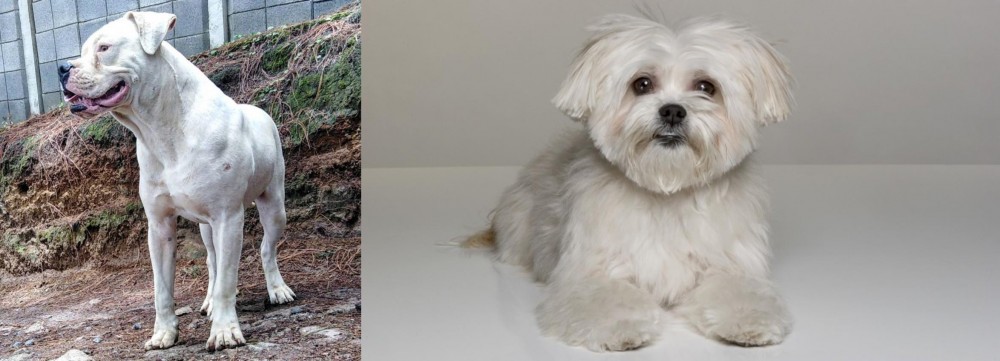 Kyi-Leo vs Dogo Guatemalteco - Breed Comparison