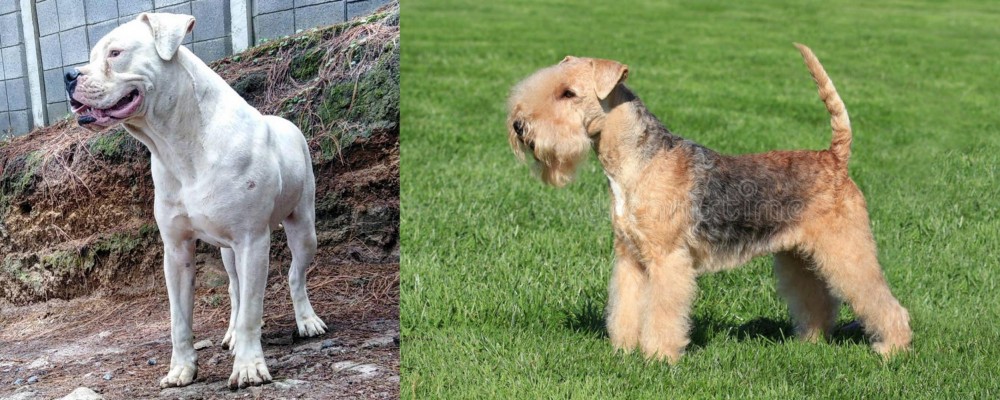 Lakeland Terrier vs Dogo Guatemalteco - Breed Comparison