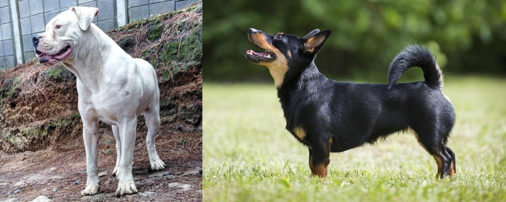 Lancashire Heeler vs Dogo Guatemalteco - Breed Comparison