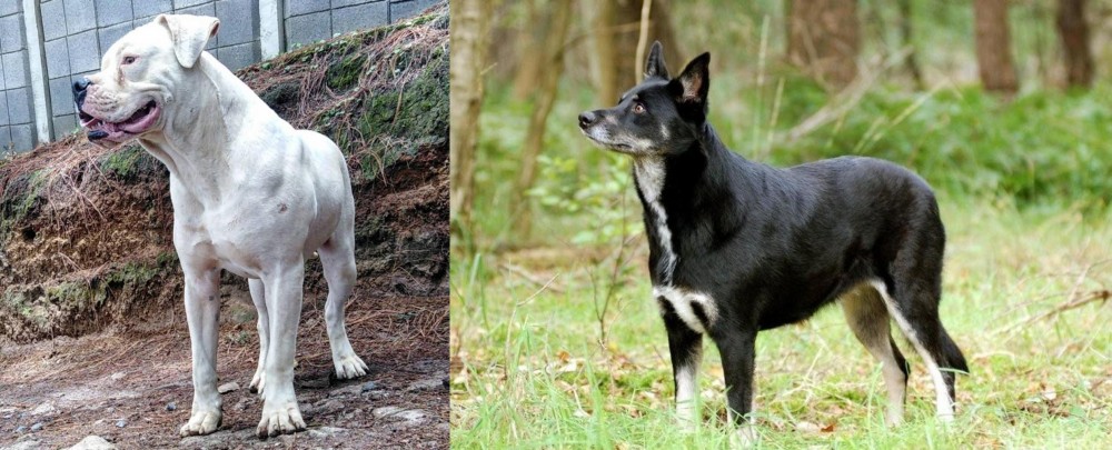 Lapponian Herder vs Dogo Guatemalteco - Breed Comparison