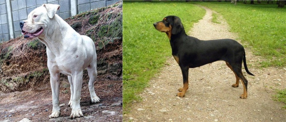 Latvian Hound vs Dogo Guatemalteco - Breed Comparison