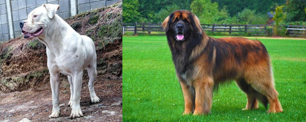 Leonberger vs Dogo Guatemalteco - Breed Comparison