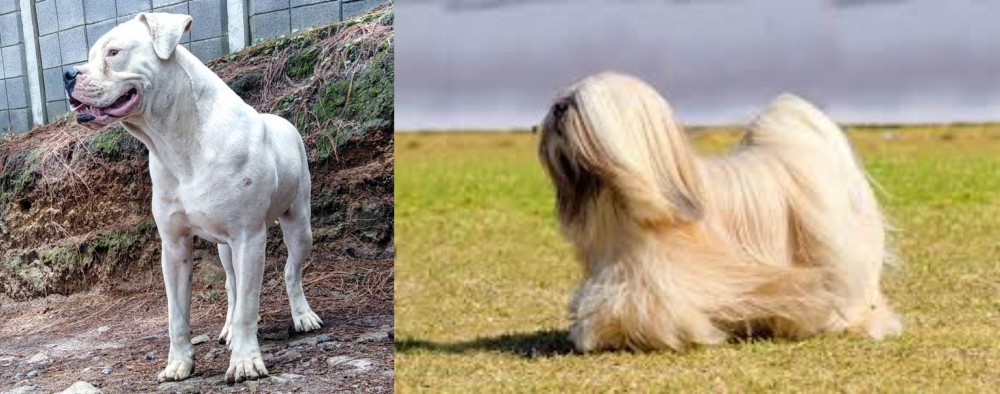 Lhasa Apso vs Dogo Guatemalteco - Breed Comparison
