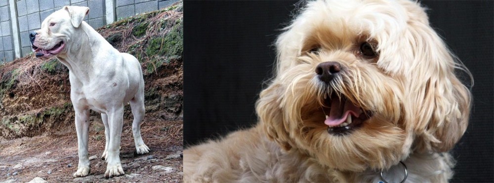 Lhasapoo vs Dogo Guatemalteco - Breed Comparison