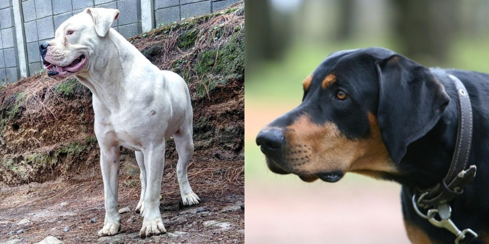 Lithuanian Hound vs Dogo Guatemalteco - Breed Comparison