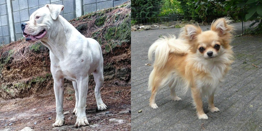 Long Haired Chihuahua vs Dogo Guatemalteco - Breed Comparison