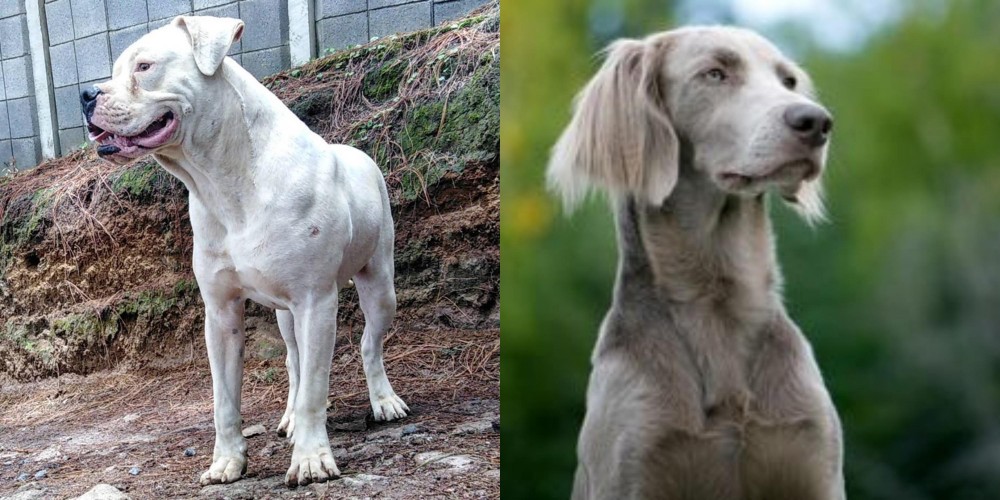 Longhaired Weimaraner vs Dogo Guatemalteco - Breed Comparison