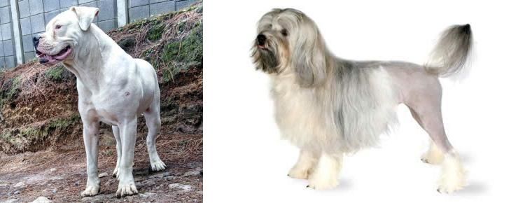 Lowchen vs Dogo Guatemalteco - Breed Comparison