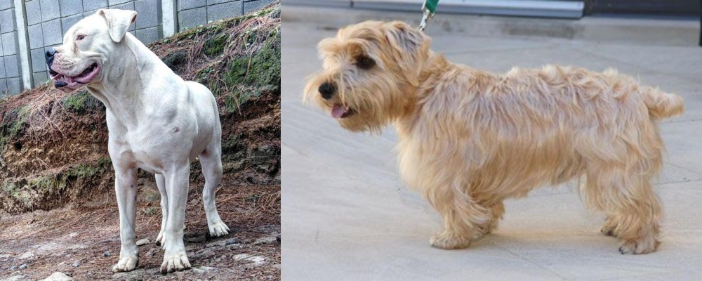 Lucas Terrier vs Dogo Guatemalteco - Breed Comparison