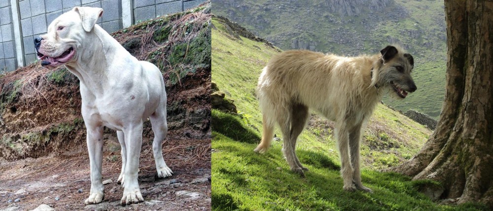 Lurcher vs Dogo Guatemalteco - Breed Comparison