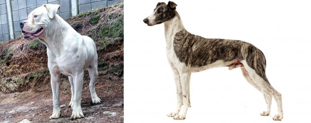 Magyar Agar vs Dogo Guatemalteco - Breed Comparison