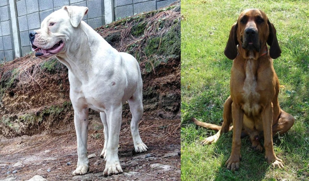Majestic Tree Hound vs Dogo Guatemalteco - Breed Comparison
