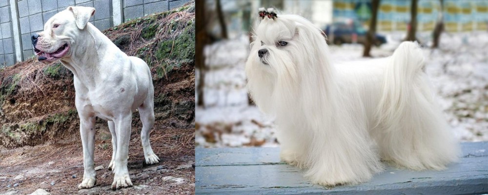 Maltese vs Dogo Guatemalteco - Breed Comparison