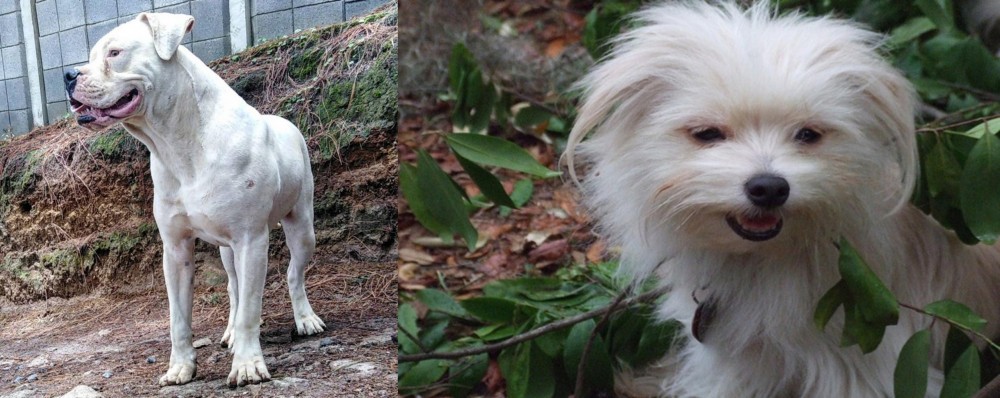Malti-Pom vs Dogo Guatemalteco - Breed Comparison