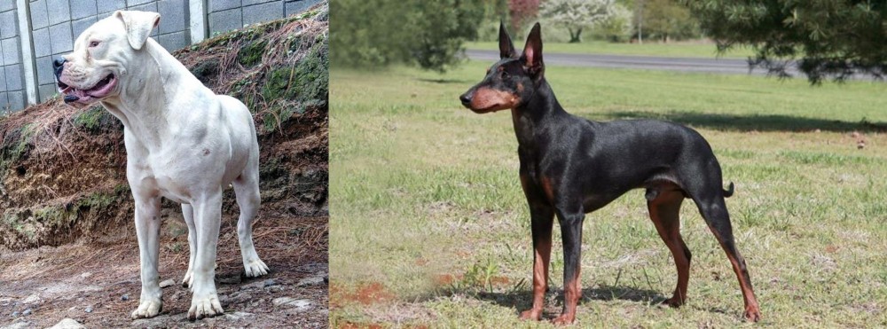 Manchester Terrier vs Dogo Guatemalteco - Breed Comparison