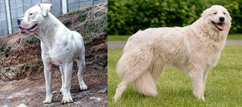 Maremma Sheepdog vs Dogo Guatemalteco - Breed Comparison