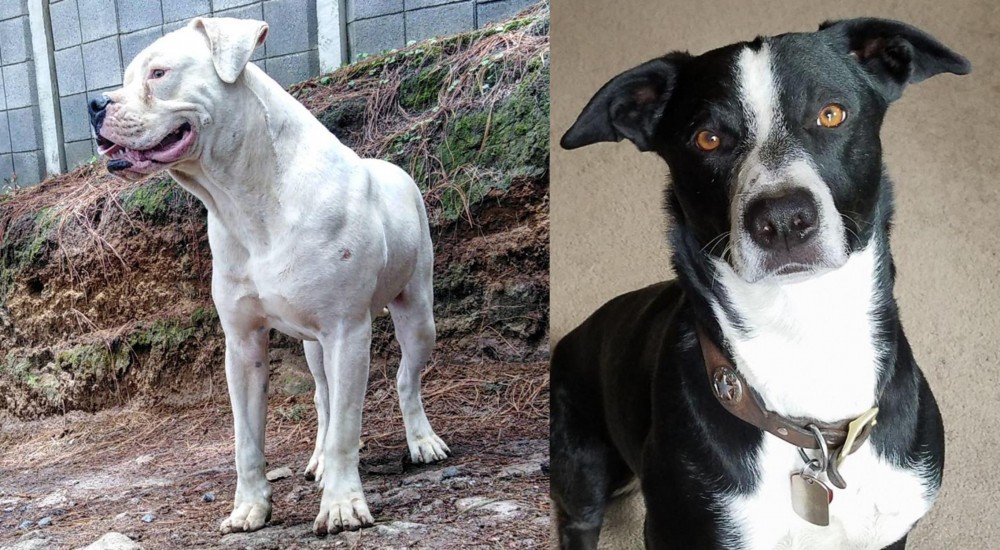 McNab vs Dogo Guatemalteco - Breed Comparison