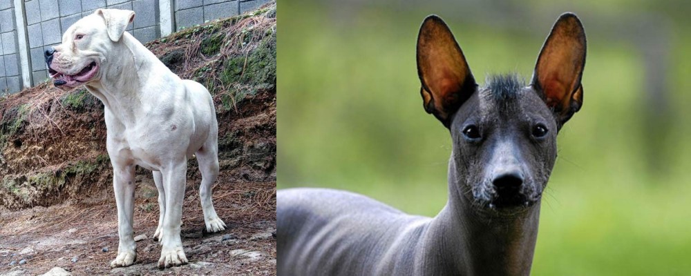 Mexican Hairless vs Dogo Guatemalteco - Breed Comparison