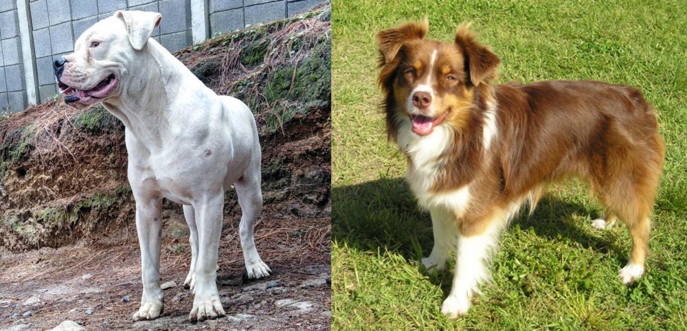 Miniature Australian Shepherd vs Dogo Guatemalteco - Breed Comparison