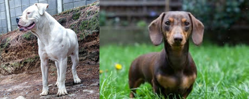 Miniature Dachshund vs Dogo Guatemalteco - Breed Comparison
