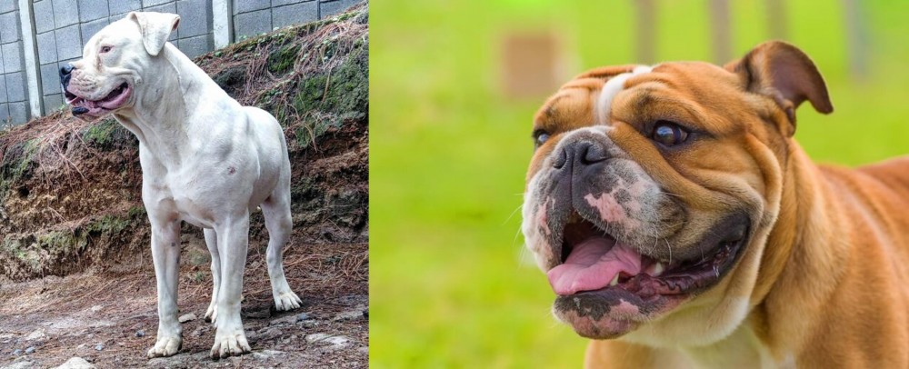 Miniature English Bulldog vs Dogo Guatemalteco - Breed Comparison