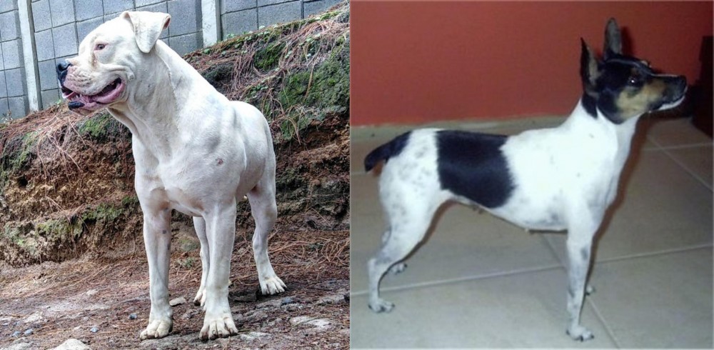 Miniature Fox Terrier vs Dogo Guatemalteco - Breed Comparison