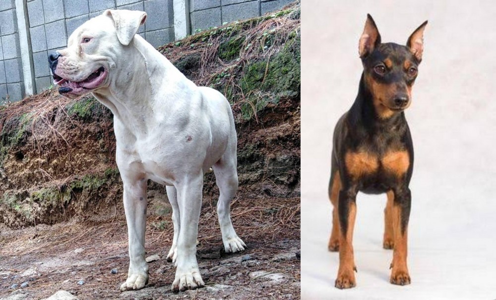 Miniature Pinscher vs Dogo Guatemalteco - Breed Comparison