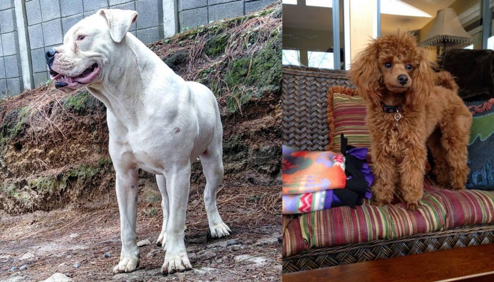 Miniature Poodle vs Dogo Guatemalteco - Breed Comparison