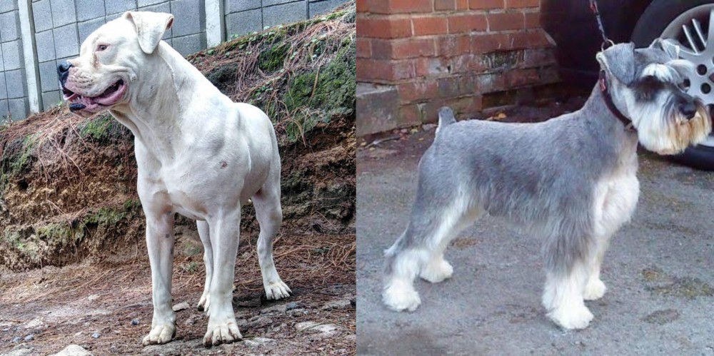 Miniature Schnauzer vs Dogo Guatemalteco - Breed Comparison